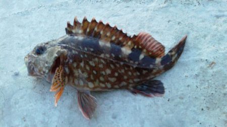 アジが釣りたいのですが・・・