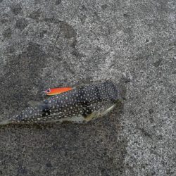 カサゴが沢山つれました。