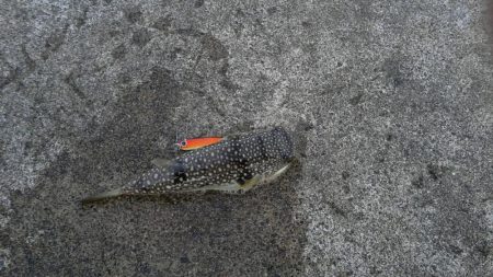 カサゴが沢山つれました。