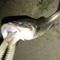 バチ抜け短時間勝負