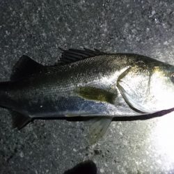 バチパターン継続中？