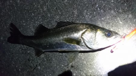 バチパターン継続中？