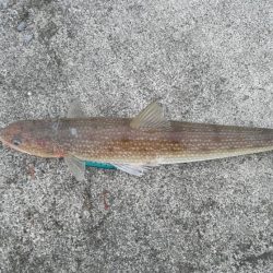 ヒラメがつれました。