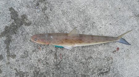 ヒラメがつれました。