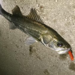 激アツ!大潮バチ抜け