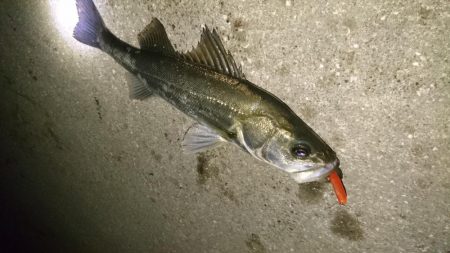 激アツ!大潮バチ抜け