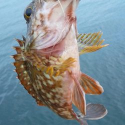 ベッコウゾイが釣れました