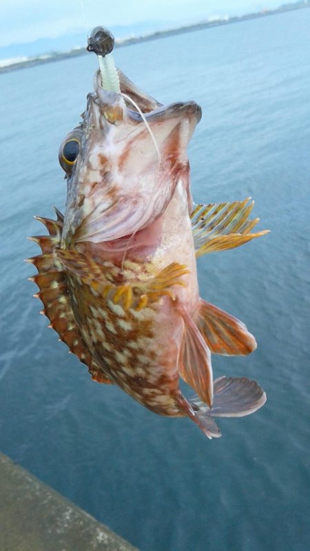 ベッコウゾイが釣れました