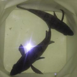 少数メバリング