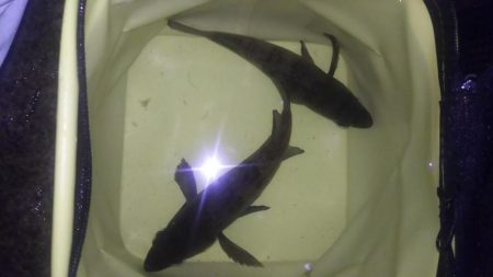 少数メバリング