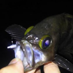 ばらっシング！