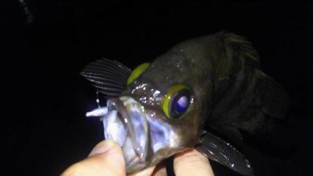 ばらっシング！