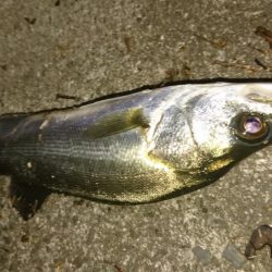 スローに誘って