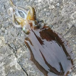 teamゲッソー調査隊