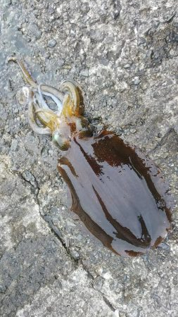 teamゲッソー調査隊