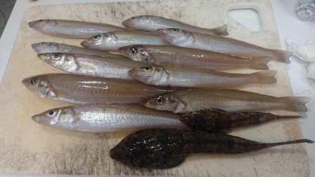 キス釣りスタート