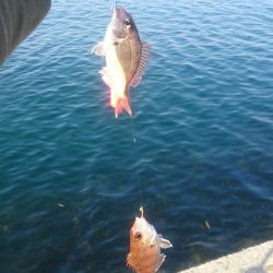 エギングタックルでキス釣り