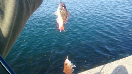 エギングタックルでキス釣り