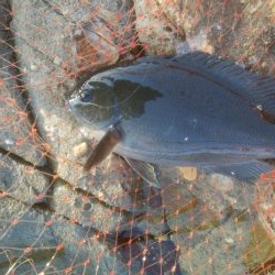 グレ釣り　キス釣り　メバリンク　エギング