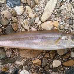 今年初キスがデカい！