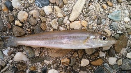 今年初キスがデカい！