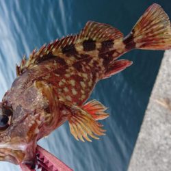 青物＆タチウオ・・・どこ？