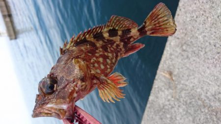 青物＆タチウオ・・・どこ？