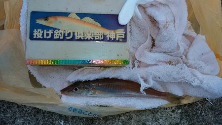 ＧＷラスト釣行