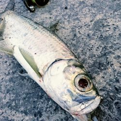 マイポでターポン