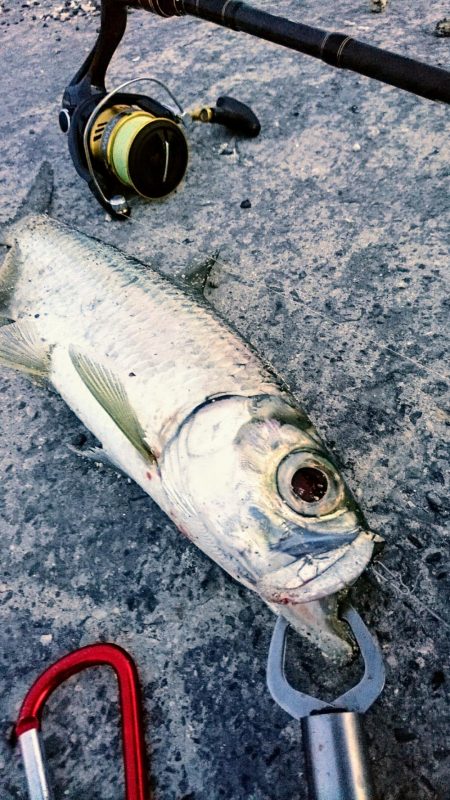 マイポでターポン