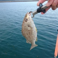 オキナワキチヌだと思います。