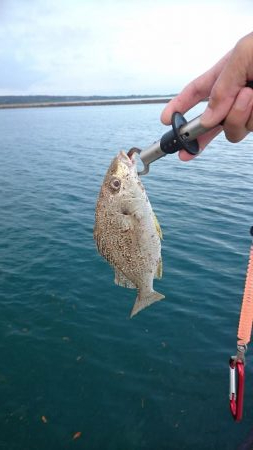 オキナワキチヌだと思います。