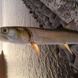 カライワシです。