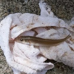 津居山港で撃沈し柴山港へ