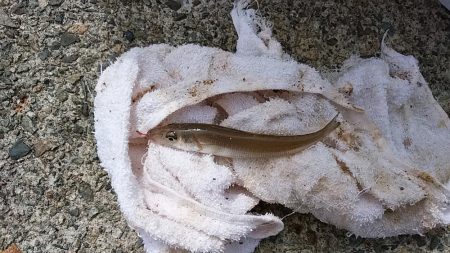 津居山港で撃沈し柴山港へ