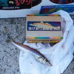 津名バスターミナル波止でキス狙い