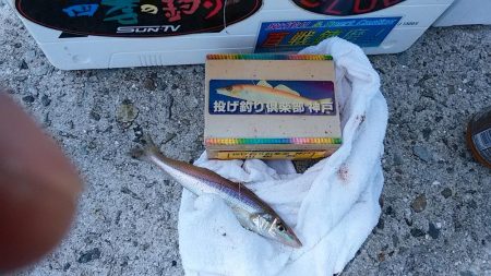 津名バスターミナル波止でキス狙い