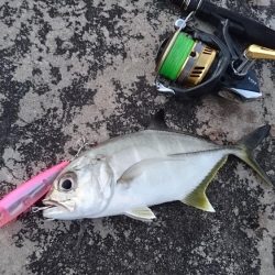 ５日ぶりに釣れました。オニヒラアジ