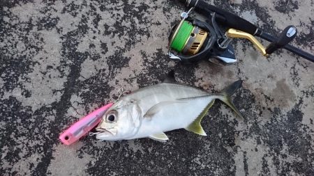５日ぶりに釣れました。オニヒラアジ