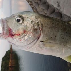 ロウニンアジ久しぶりにデカいです。