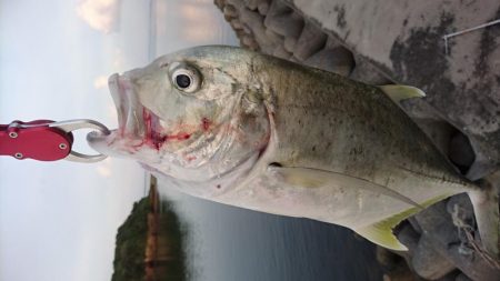 ロウニンアジ久しぶりにデカいです。