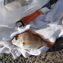 志筑周辺のキス釣り