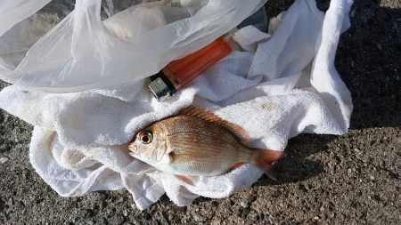 志筑周辺のキス釣り