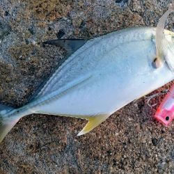 メッキ5バイトで2キャッチです。