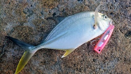 メッキ5バイトで2キャッチです。