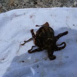 東二見人工島でキスが釣れ始めました