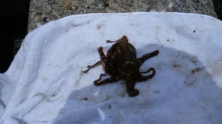 東二見人工島でキスが釣れ始めました