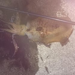 朝まずめ狙いで行って来ました。