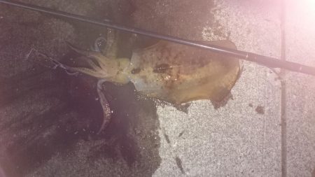 朝まずめ狙いで行って来ました。