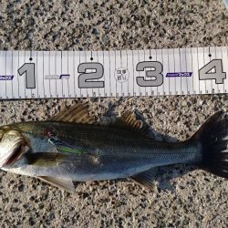 シーバス　スレ掛り